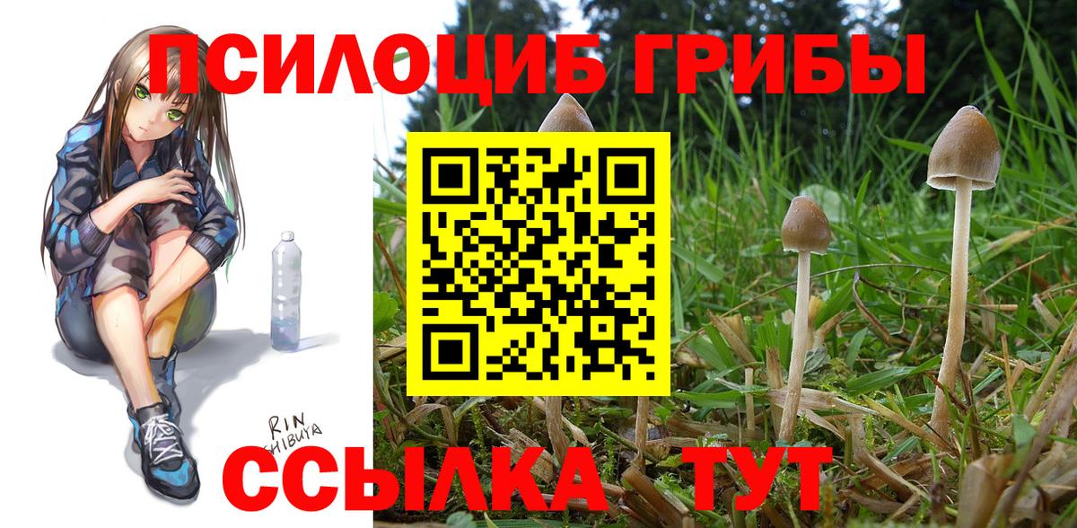 Псилоцибиновые грибы GOLDEN TEACHER Абинск