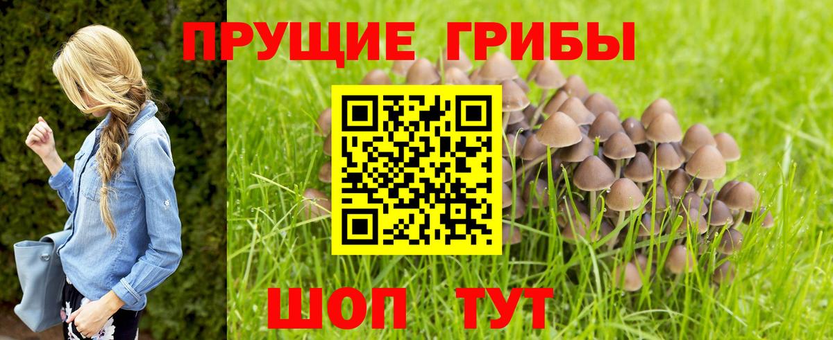 Абинск  Псилоцибиновые грибы Cubensis  закладки  Вход с VPN  Галлюциногенные грибы MAGIC MUSHROOMS 
